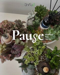PAUSE – Miniature Tray Garden Collection