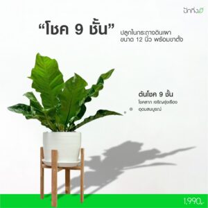 ต้นโชคเก้าชั้น