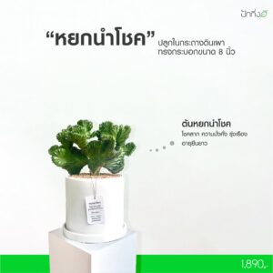 ต้นหยกนำโชค กระถางดินเผาทรงกระบอก