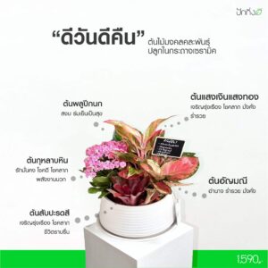 ดีวันดีคืน