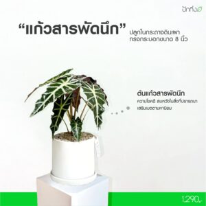 ต้นแก้วสารพัดนึก