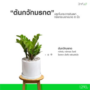 ต้นกวักมรกต