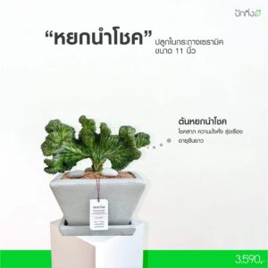 ต้นหยกนำโชค กระถางเซรามิคทรงเหลี่ยม