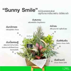 Sunny Smile
